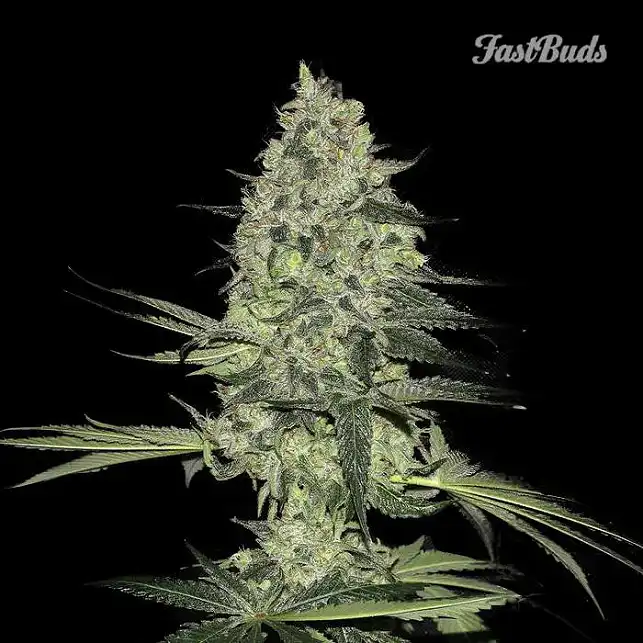 Rhino Ryder - FastBuds