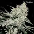 Rhino Ryder 1 - FastBuds Rhino Ryder 1 - FastBuds