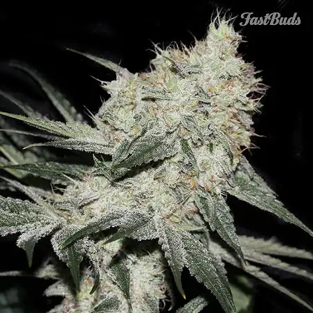 Rhino Ryder 1 - FastBuds