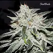 Rhino Ryder 2 - FastBuds Rhino Ryder 2 - FastBuds