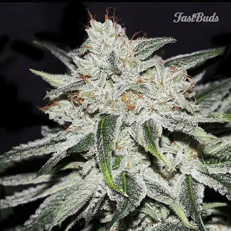 Rhino Ryder 2 - FastBuds
