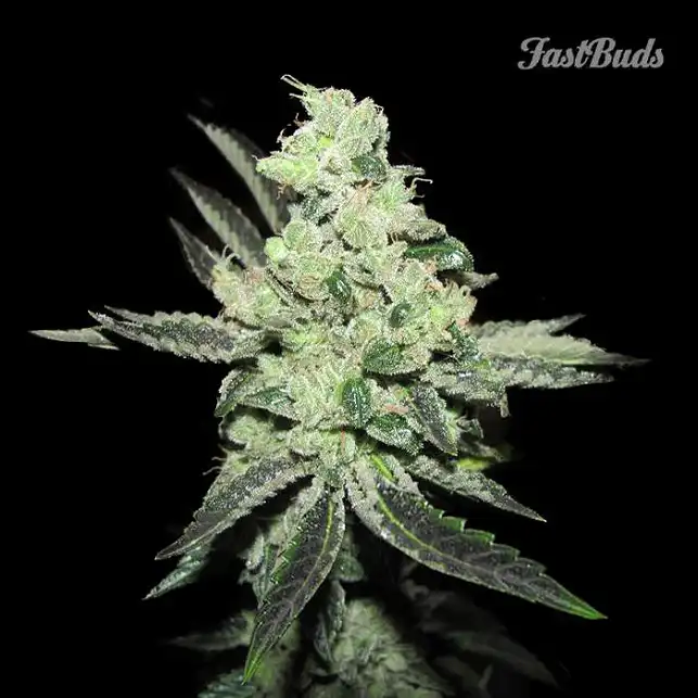 Pineapple Express FastBuds