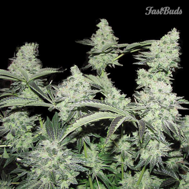 Pineapple Express FastBuds 3