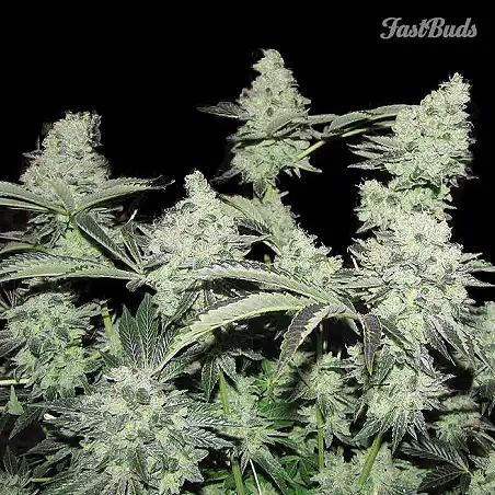 Pineapple Express FastBuds 1