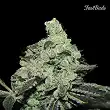 Pineapple Express FastBuds 2 Pineapple Express FastBuds 2