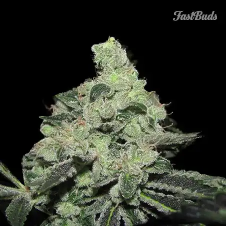Pineapple Express FastBuds 2