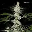 California Snow - FastBuds