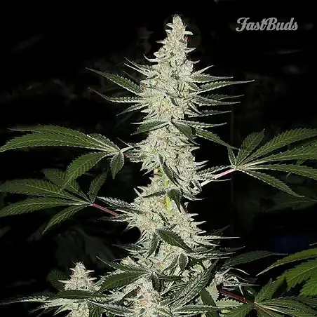 California Snow - FastBuds
