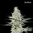 California Snow 1 - FastBuds