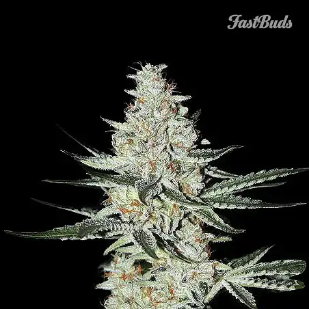 California Snow 1 - FastBuds