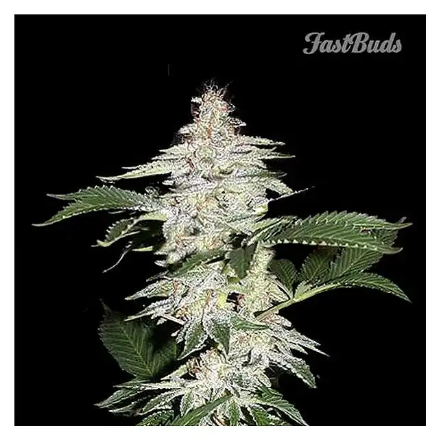 Crystal Meth - FastBuds