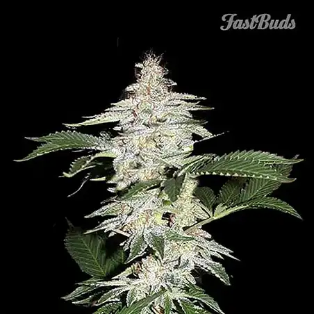 Crystal Meth - FastBuds