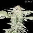 Crystal Meth 1 - FastBuds
