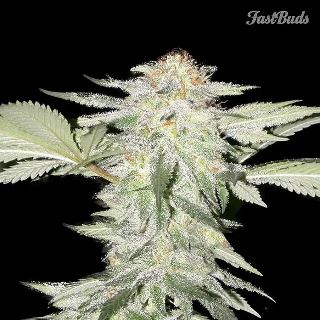 Crystal Meth 1 - FastBuds