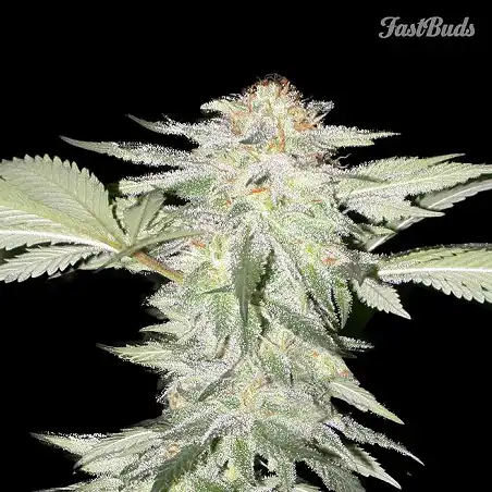 Crystal Meth 1 - FastBuds