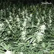 Crystal Meth 2 - FastBuds