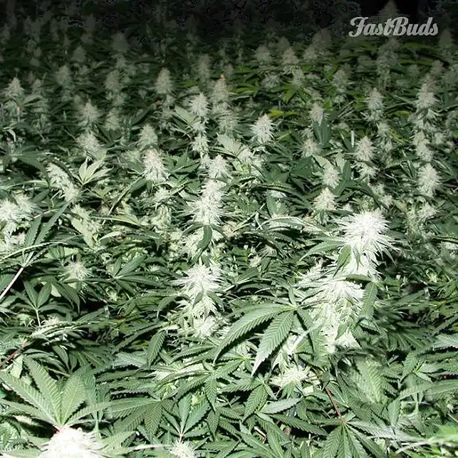 Crystal Meth 2 - FastBuds