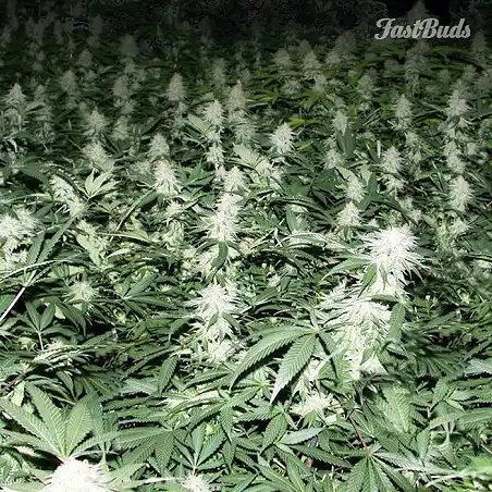 Crystal Meth 2 - FastBuds