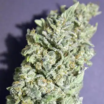 Douce Nuit - French Touch Seeds