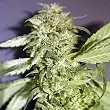 Frencheese - French Touch Seeds