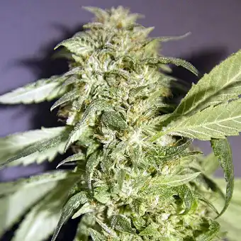 Frencheese - French Touch Seeds