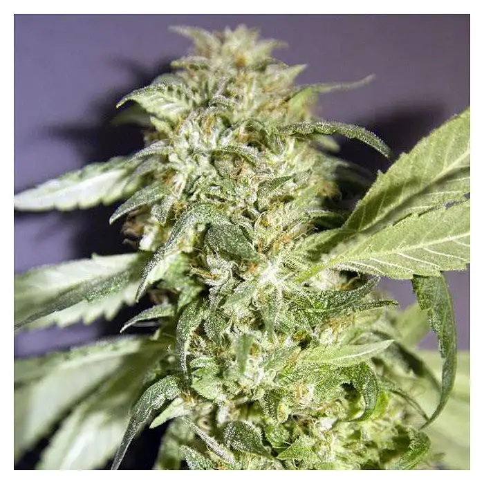 Frencheese - French Touch Seeds