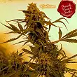 Guillotine Auto - French Touch Seeds Guillotine Auto - French Touch Seeds