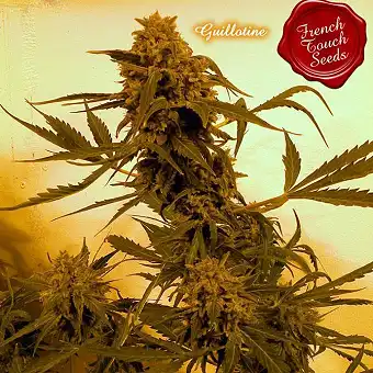 Guillotine Auto - French Touch Seeds