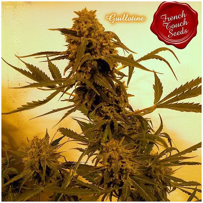 Guillotine Auto - French Touch Seeds