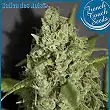 Sativa Des Rois - French Touch Seeds Sativa Des Rois - French Touch Seeds