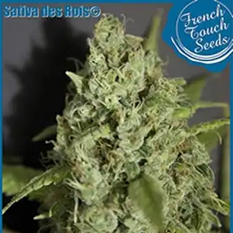 Sativa Des Rois - French Touch Seeds