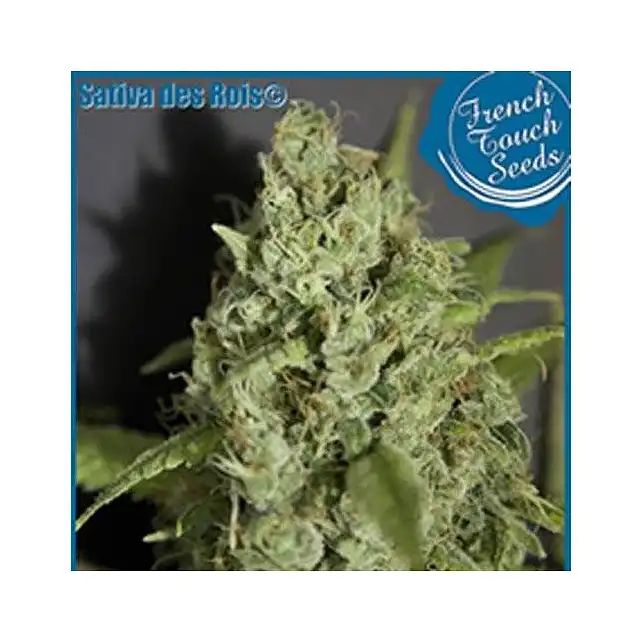 Sativa Des Rois - French Touch Seeds