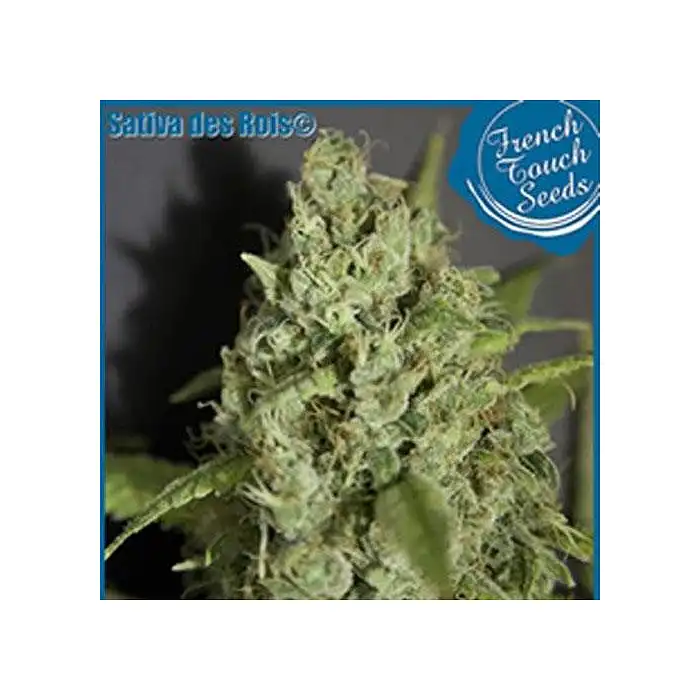 Sativa Des Rois - French Touch Seeds