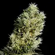 Amnesia Bilbo Auto - Genehtik
