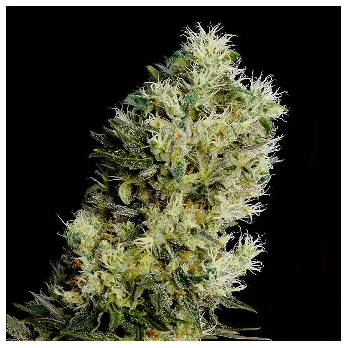 Amnesia Bilbo Auto - Genehtik