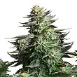 Amnesia Platinum - Bulk Seed Bank