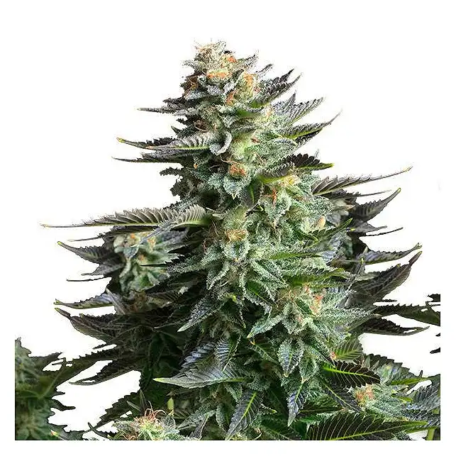 Amnesia Platinum - Bulk Seed Bank