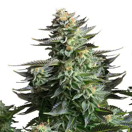 Amnesia Platinum - Bulk Seed Bank