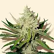 Amnesia Haze Bulk Seed Bank