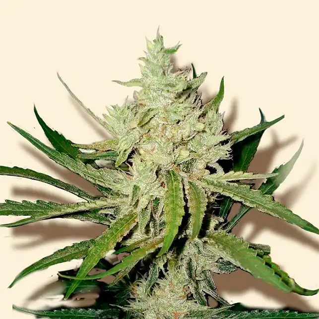 Amnesia Haze Bulk Seed Bank