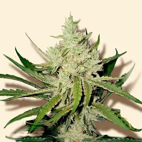 Amnesia Haze Bulk Seed Bank