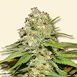 Blueberry Berry - Bulk Seed Bank