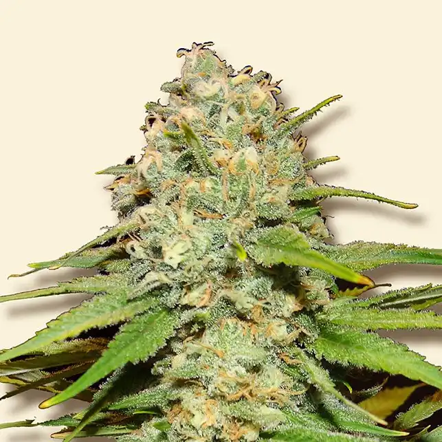 Blueberry Berry Bulk Seed Bank