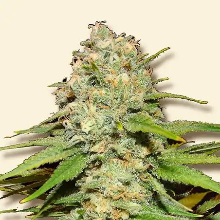 Blueberry Berry Bulk Seed Bank