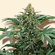 Bubblegum Extra - Bulk Seed Bank