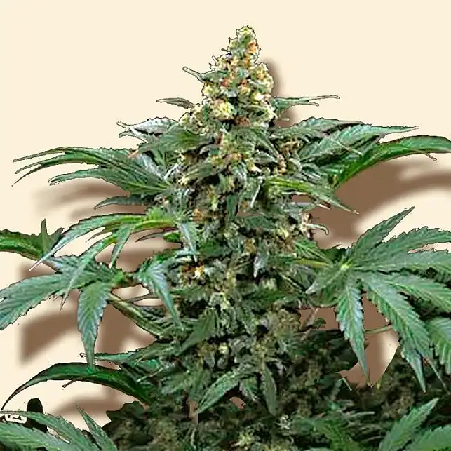 Bubblegum Extra - Bulk Seed Bank