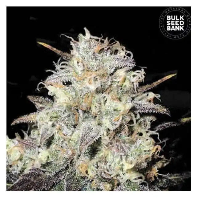 Cocopopo - Bulk Seed Bank