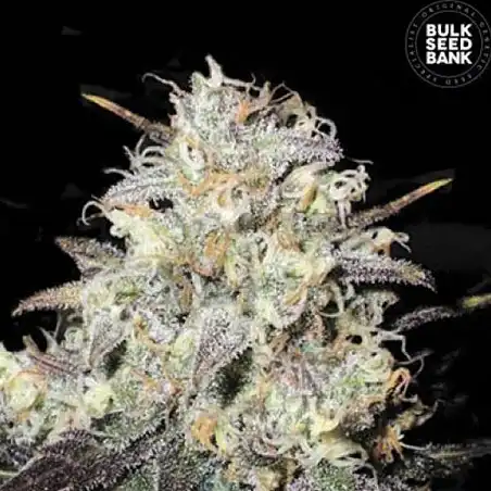 Cocopopo - Bulk Seed Bank