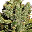 Cheese Bulk Seed Bank