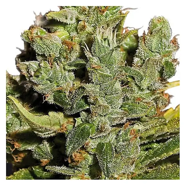 Cheese Bulk Seed Bank